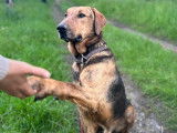 Thor, un chien exceptionnel !