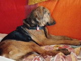 Thor, un chien exceptionnel !