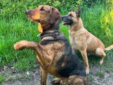 Thor, un chien exceptionnel !