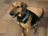 Thor, un chien exceptionnel !
