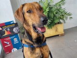 Thor, un chien exceptionnel !