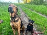 Thor, un chien exceptionnel !