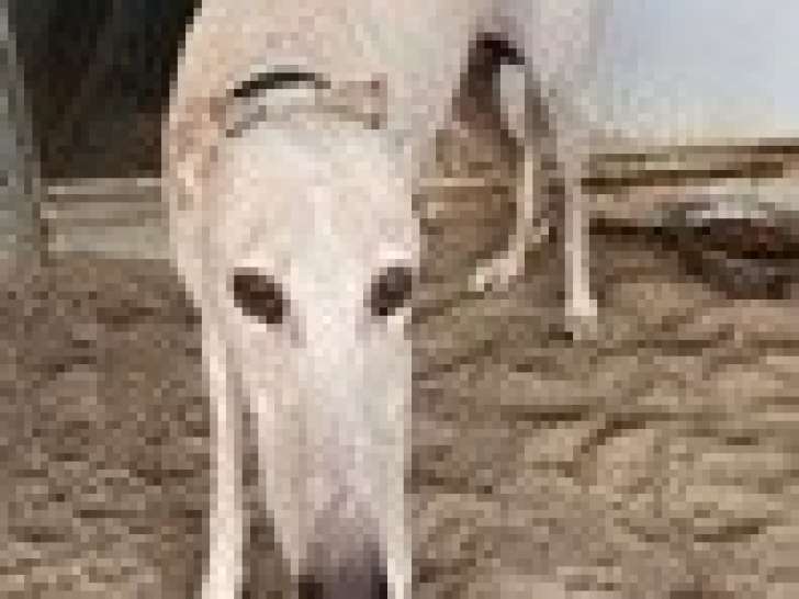 Chien Galgo beige à adopter