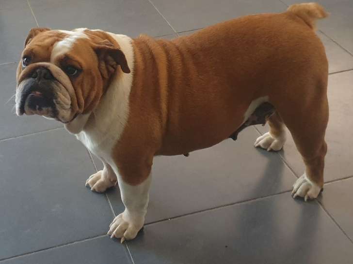 Une chienne Bulldog Anglais de 4 ans disponible à la vente