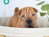 À réserver 2 chiots Shar-Peïs mâles non LOF fauve brush