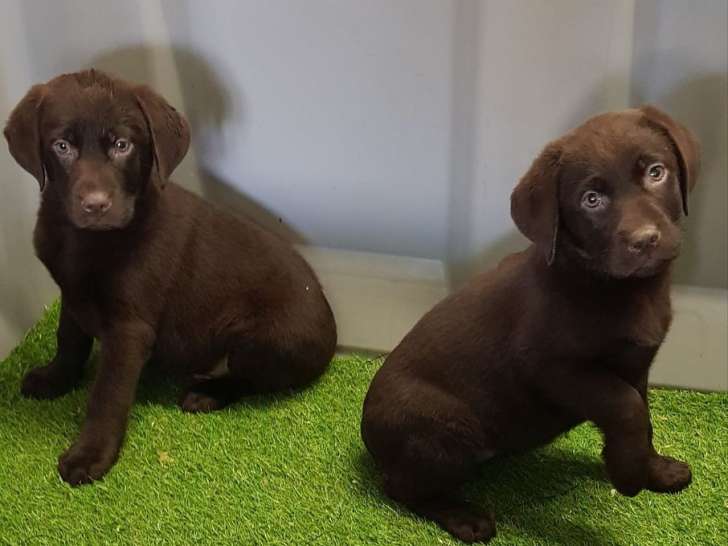 Disponibles à l’achat 4 chiots Labradors non LOF