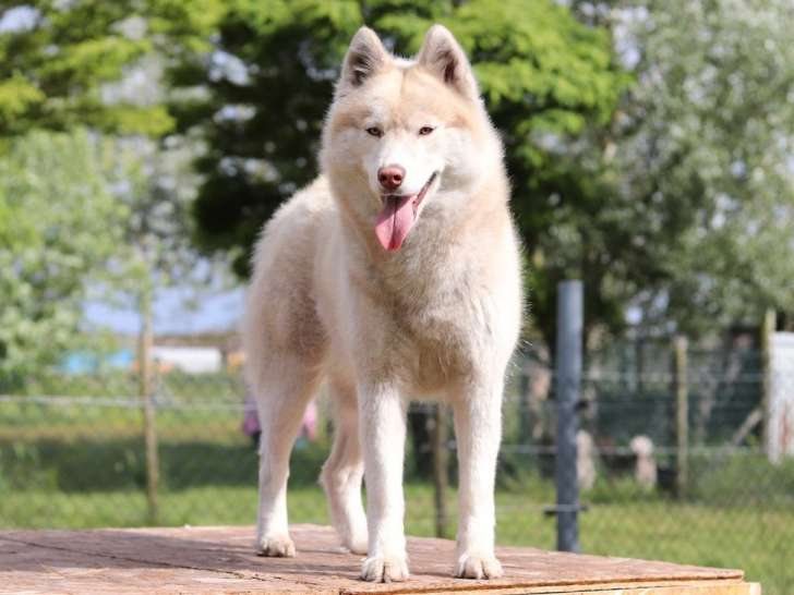Une chienne Husky de Sibérie de 3 ans bicolore non LOF à vendre