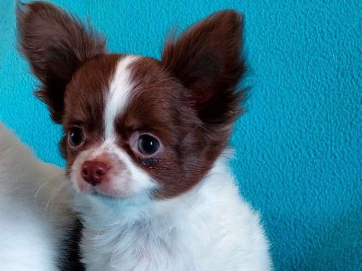 À vendre 4 chiots Chihuahuas à poil long (LOF)