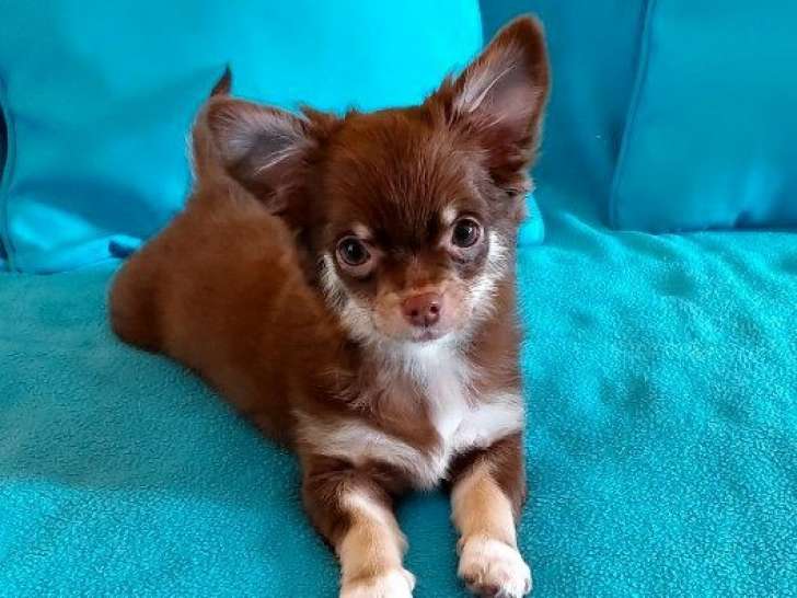 Un chiot Chihuahua mâle LOF disponible