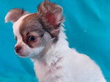 Un chiot Chihuahua mâle LOF disponible