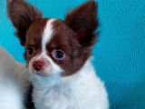 Un chiot Chihuahua mâle LOF disponible