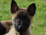 7 chiots Bergers Belges Malinois LOF à la vente