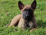 7 chiots Bergers Belges Malinois LOF à la vente