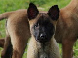 7 chiots Bergers Belges Malinois LOF à la vente