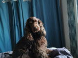Cocker Anglais LOF disponible pour saillie