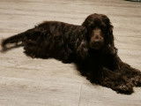 Cocker Anglais LOF disponible pour saillie
