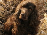 Cocker Anglais LOF disponible pour saillie