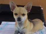 Chihuahua disponible pour saillie