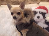 Chihuahua disponible pour saillie