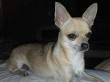 Chihuahua disponible pour saillie