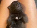 Chiots Bergers Belges Malinois