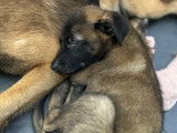 Chiots Bergers Belges Malinois
