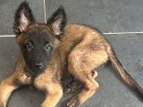 Chiots Bergers Belges Malinois