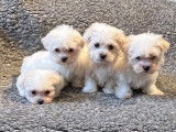 À vendre : 4 chiots Bichons Maltais LOF, de janvier 2023