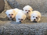 À vendre : 4 chiots Bichons Maltais LOF, de janvier 2023