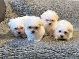 À vendre : 4 chiots Bichons Maltais LOF, de janvier 2023