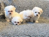 À vendre : 4 chiots Bichons Maltais LOF, de janvier 2023
