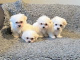 À vendre : 4 chiots Bichons Maltais LOF, de janvier 2023