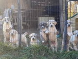 12 chiots Bergers d'Asie Centrale LOF, à réserver