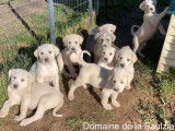 12 chiots Bergers d'Asie Centrale LOF, à réserver