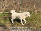 12 chiots Bergers d'Asie Centrale LOF, à réserver
