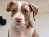 À vendre : un chiot femelle American Bully de pure race, âgé de 2 mois