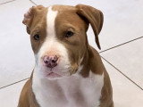 À vendre : un chiot femelle American Bully de pure race, âgé de 2 mois