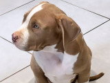 À vendre : un chiot femelle American Bully de pure race, âgé de 2 mois