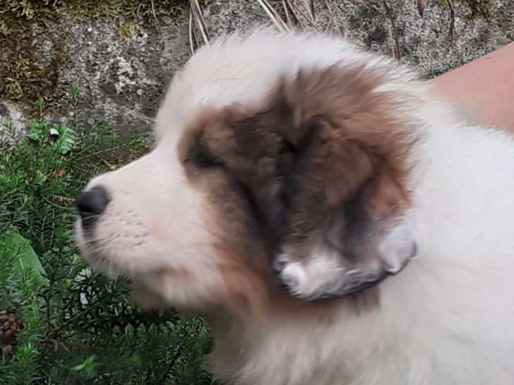 Chiots Tornjak LOF vendre Petite Annonce chien