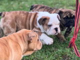 Chiots Bouledogues Anglais à vendre
