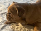 Chiots Bouledogues Anglais à vendre