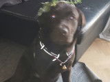 Labrador LOF disponible pour saillie