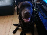 Labrador LOF disponible pour saillie