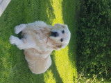 Mâle Golden Retriever disponible pour saillie