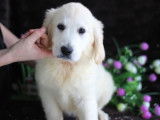 Femelles Golden Retriever disponibles