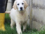 Femelles Golden Retriever disponibles