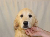 Femelles Golden Retriever disponibles