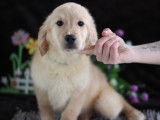 Femelles Golden Retriever disponibles