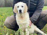 Femelles Golden Retriever disponibles
