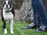Mâle Boston Terrier LOF multichampion disponible pour saillie